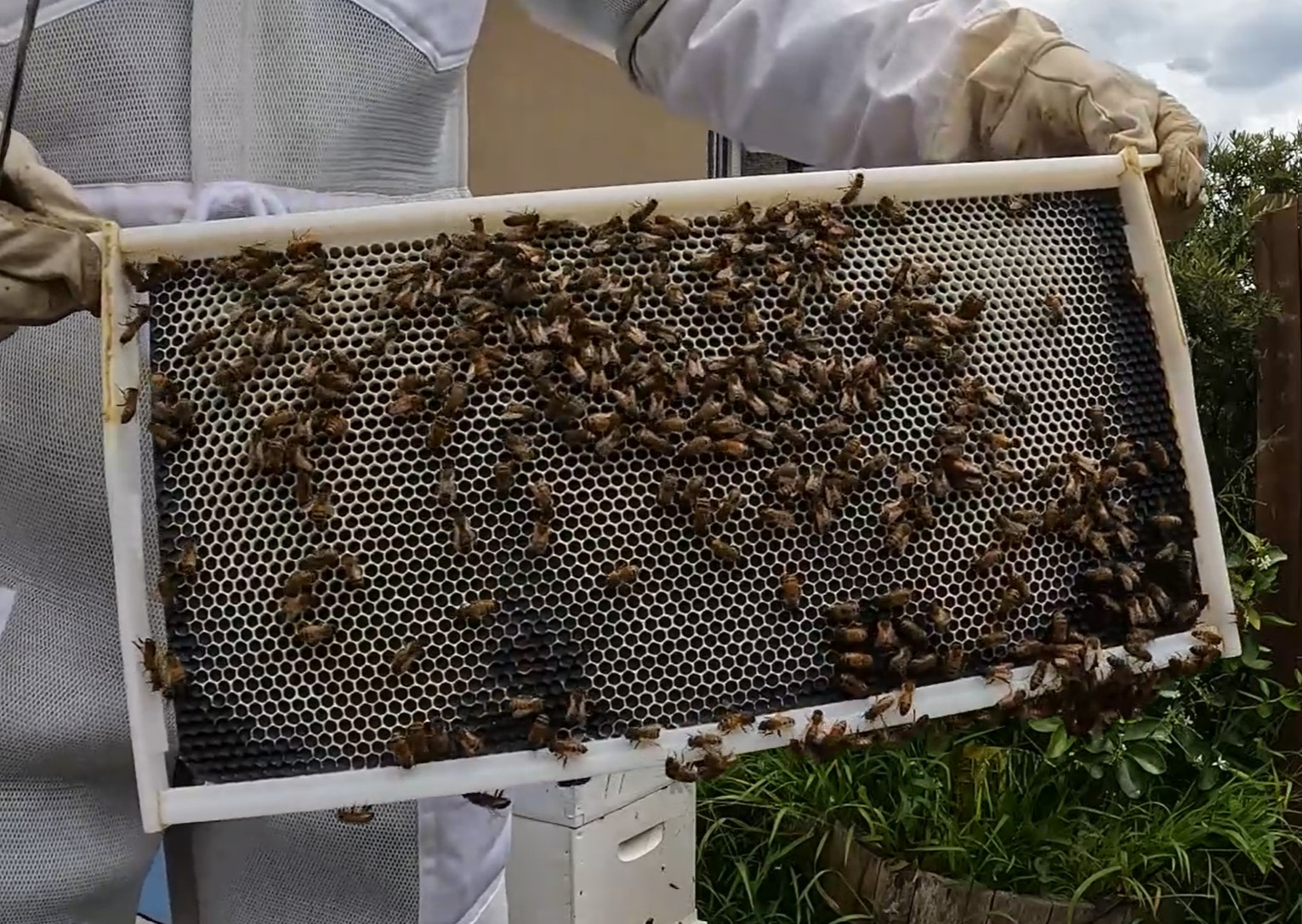 Plastic Frame Flat Pack for beekeeping - Image 5