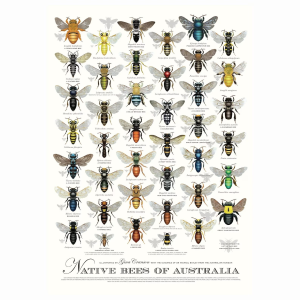 A2 size Native Bees of Australia Poster